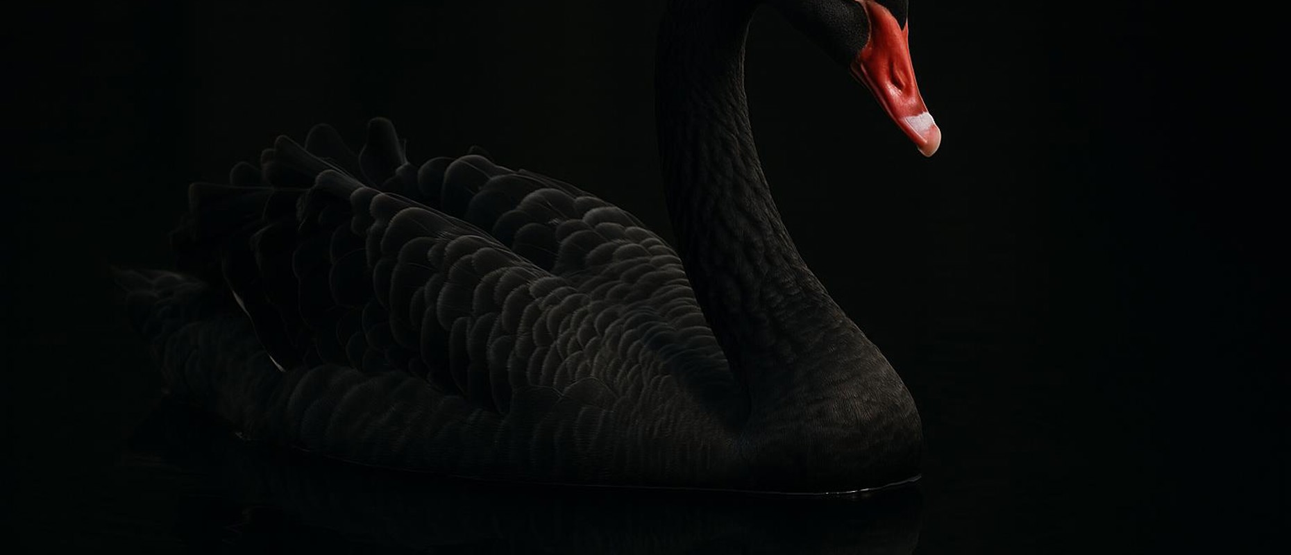 Cisnes Negros e RPPS: Investir em Tempos de Incerteza