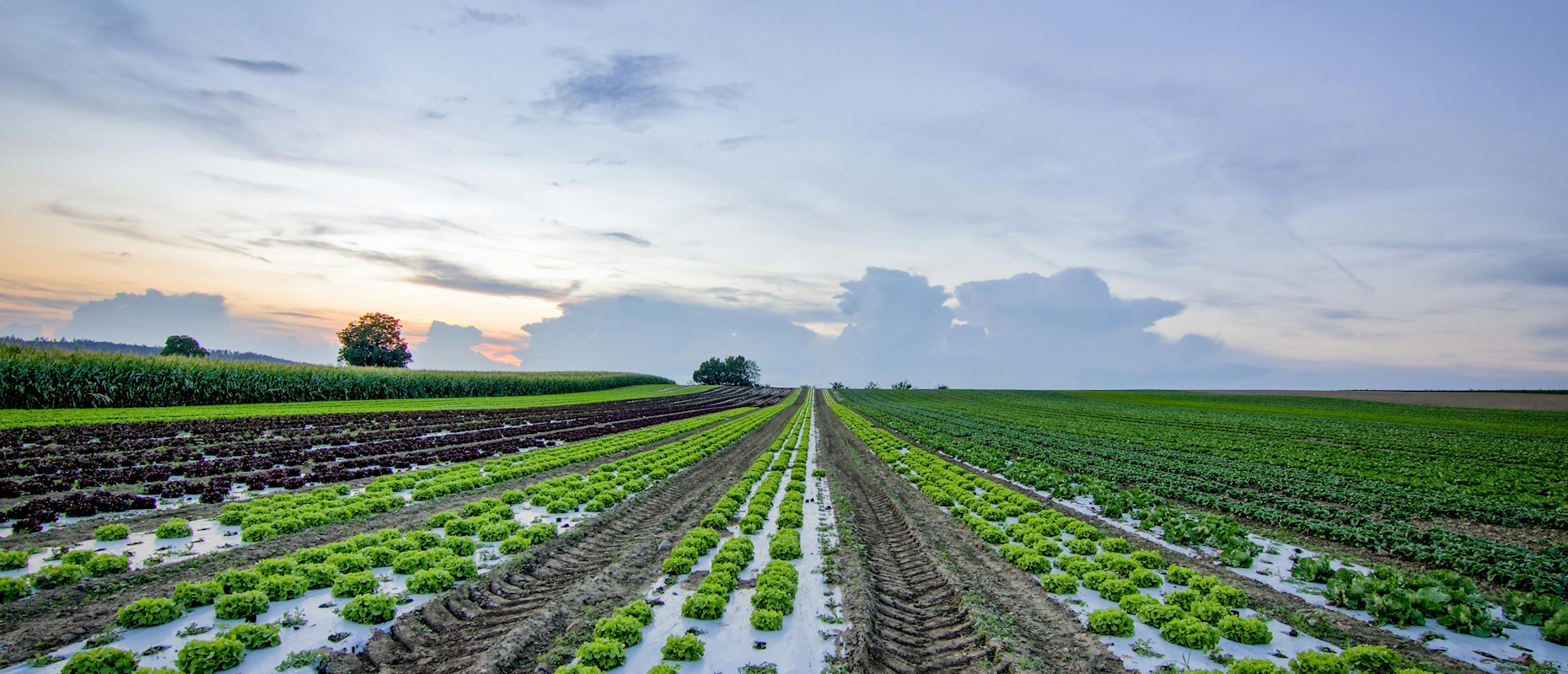 Transformação Sustentável na Agricultura: O Novo Critério de Produção Agrícola da Climate Bonds Initiative